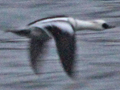 Smew